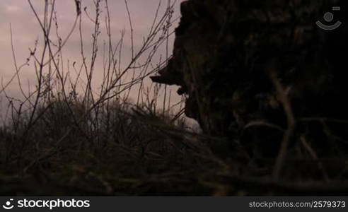 Snag silhouette on background of evening sky.