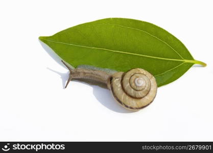 Snail