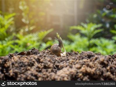 Snail and seedling on the pile of soil with tropical garden background,5 June,World environment day concept.