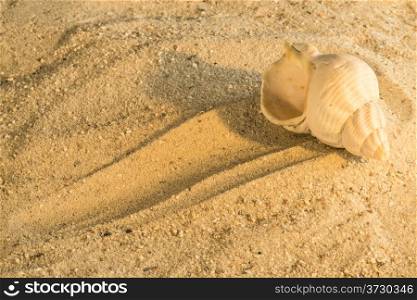 Snail at a beach. Scallop at a beach