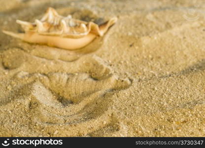 Snail at a beach. Scallop at a beach