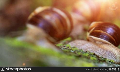 snail closeup in the rays of sun crawling on the bark of a tree. transfer of focus.