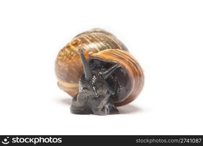 Snail coming towards the viewer on a white background
