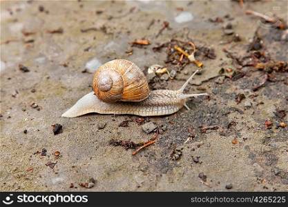 Snail crawling on the ground