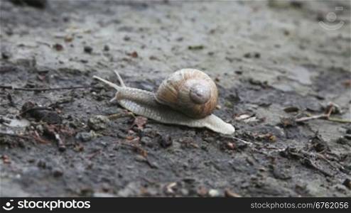 Snail crawling on the ground, time lapse