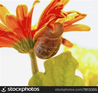 Snail crawling on the petals of a flower