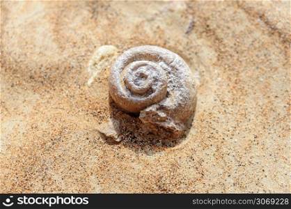 Snail fossil in the desert of sand found in the United Arab Emirates (UAE), Middle East