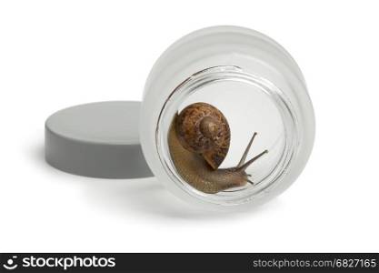 Snail in a face cream pot producing slime