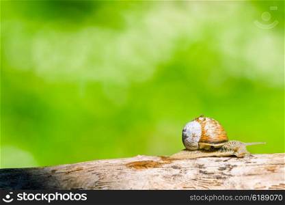 Snail in a forest at springtime crawling in a wooden branch