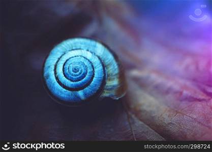 snail in the nature
