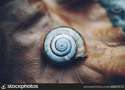 snail in the nature