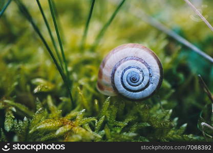 snail in the nature