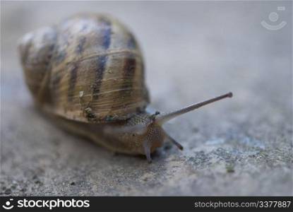 Snail moving on a Tuscan Garden, Italy
