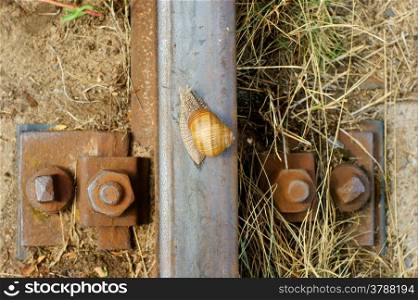 snail on a railway rail