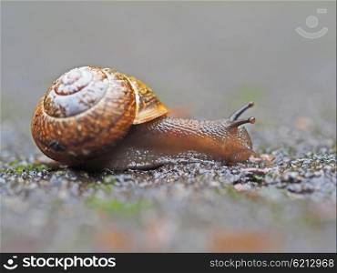 snail on asphalt