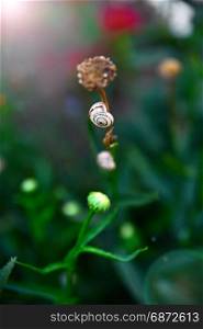 snail on flower stalk, close up