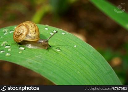 Snail on leaf. Nature composition.