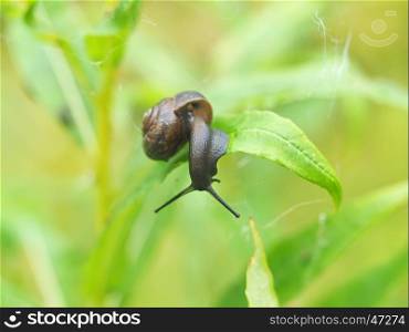 snail on the grass in the forest