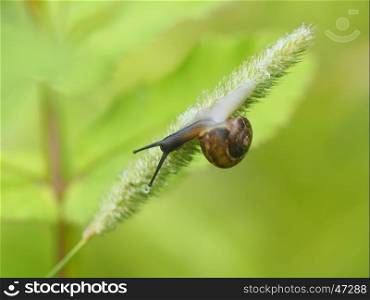 snail on the grass in the forest