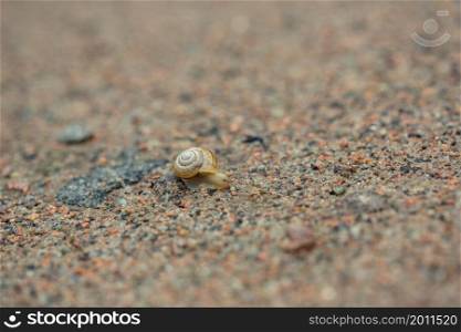Snail on the sand, nature after the rain, dew. Snail on sand