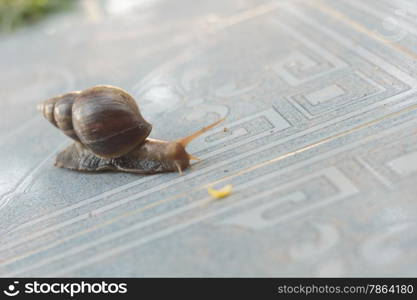 Snail on the tiles