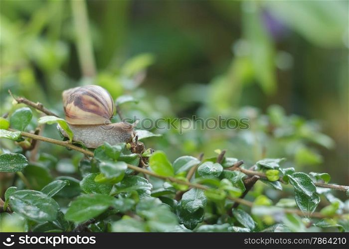 Snail on the tree