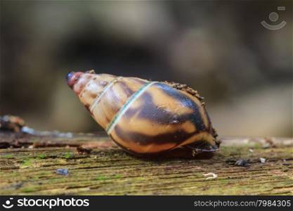 snail on the trunk tree in forest
