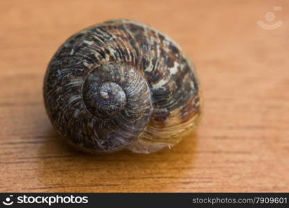 snail on wooden background closeup