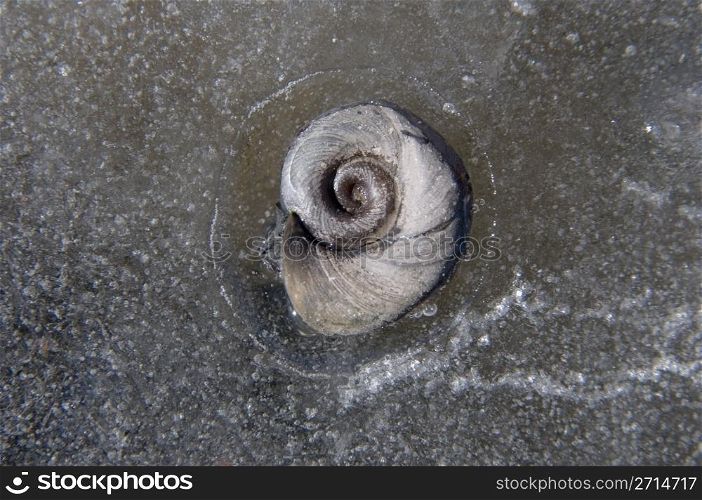 Snail shell frozen in Ice