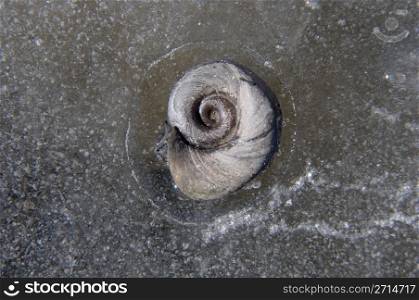 Snail shell frozen in Ice