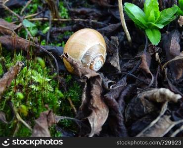 Snail shell in the autumn leaves