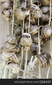 Snail shells, detail of a group of snail shells dry, decoration and superstition
