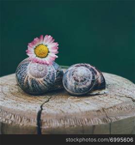 snails and daisy flower in the garden