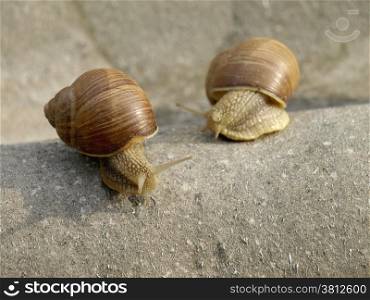 Snails crawling on stone in the garden