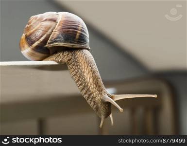 Snails moving