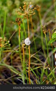Snails on the plants on the summer field