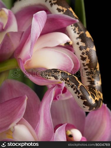 Snake and Flower. Kenyan Sand Boa (Eryx colubrinus) on Pink Cymbidium