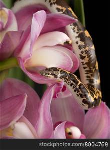 Snake and Flower. Kenyan Sand Boa (Eryx colubrinus) on Pink Cymbidium