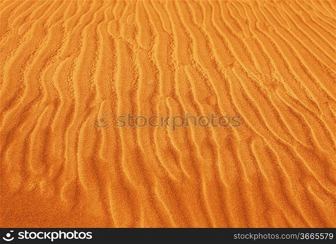 snake footprints on sand