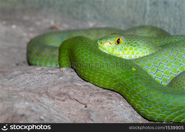 snake (green pit viper) sleep on the rock at thailand
