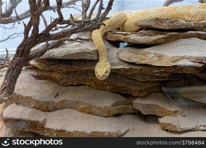 snake in desert areas