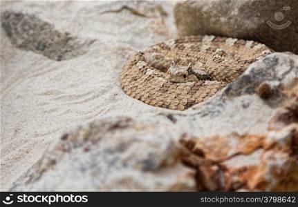 snake in desert areas