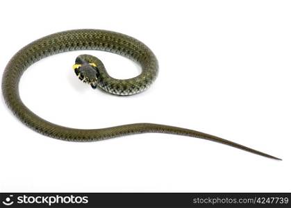 snake isolated on white background