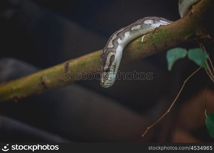 Snake looking down from a tree in a dark forest