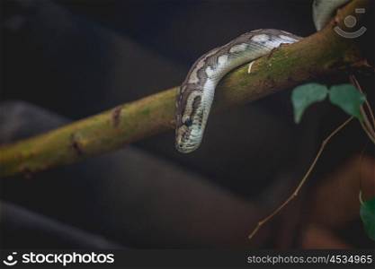 Snake looking down from a tree in a dark forest