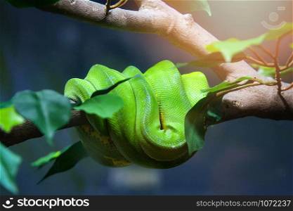 Snake of green tree python lying on tree branch / Morelia viridis - selective focus