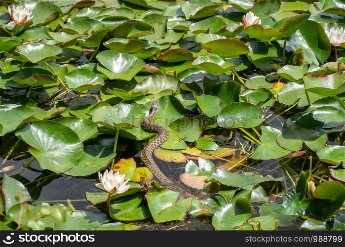 Snake on Lily pads in a pond. Sunny day outdoor