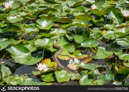 Snake on Lily pads in a pond. Sunny day outdoor