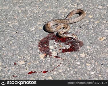 snake on road