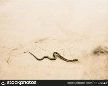 Snake slithering across dry desert ground